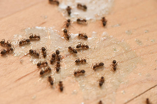 Best Pest Control Near Me in Pierre, SD